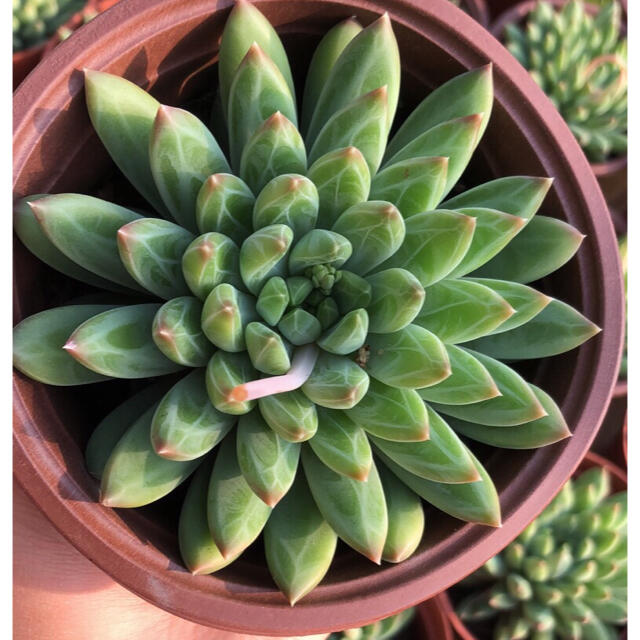 多肉植物 暗斑入り - その他