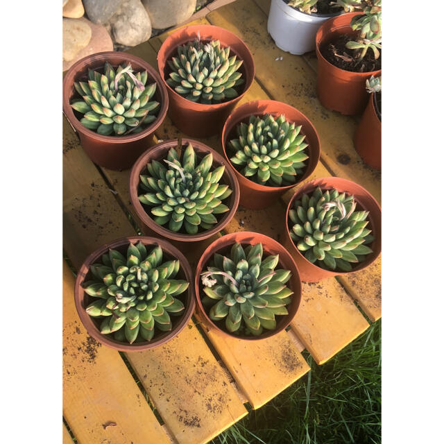 多肉植物 暗斑入り - その他