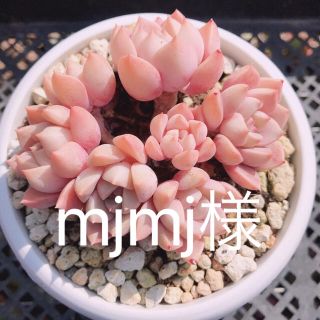 多肉植物(その他)