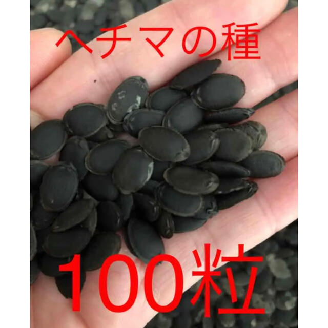 ヘチマの種、丝瓜种100粒 食品/飲料/酒の食品(野菜)の商品写真