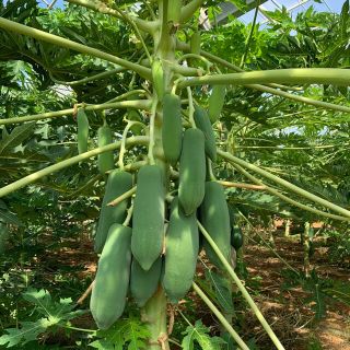 沖縄県産　青パパイヤ無農薬3kg(野菜)