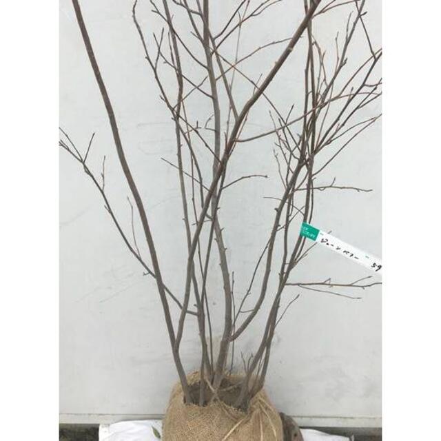 現品 ジューンベリー 株立ち 樹高1 5ｍ 根鉢含まず 59 果樹苗木 植木 の通販 By ガプラ S Shop ラクマ