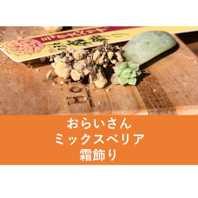 多肉　おらいさん苗　エケベリア　ミックスベリア　霜飾り　葉挿し　観葉植物　ざわわ ハンドメイドのフラワー/ガーデン(その他)の商品写真