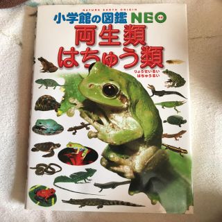 小学館の図鑑 NEO 両生類・はちゅう類(絵本/児童書)