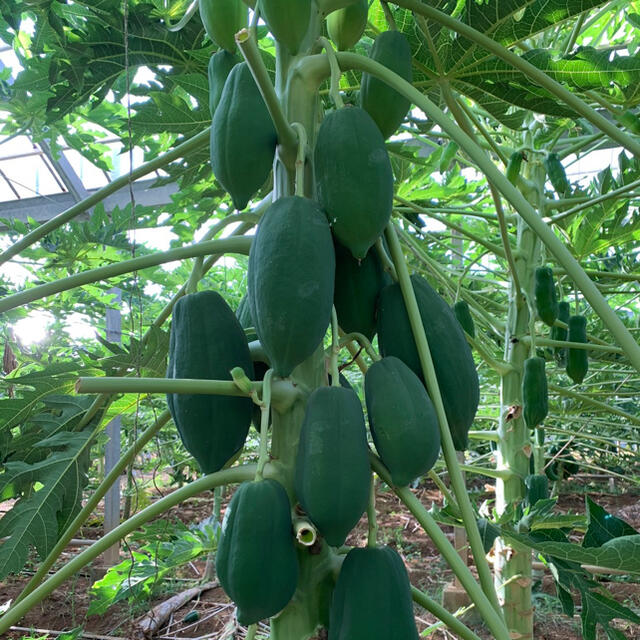 沖縄県宮古島産　青パパイヤ無農薬　8kg