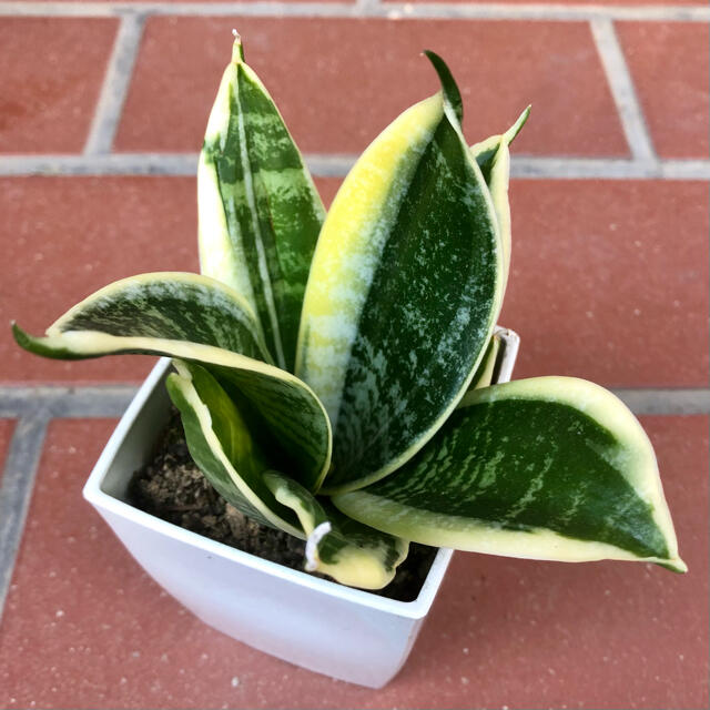 Sansevieria trifasciata cv.Green Grande ハンドメイドのフラワー/ガーデン(その他)の商品写真