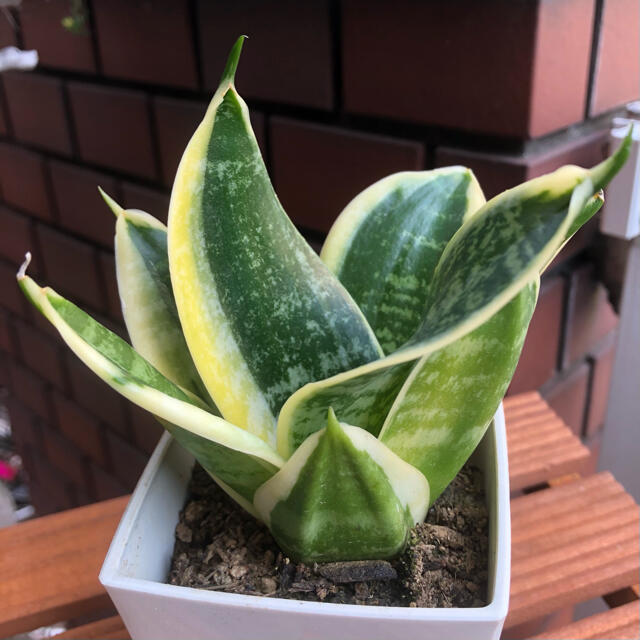 Sansevieria trifasciata cv.Green Grande ハンドメイドのフラワー/ガーデン(その他)の商品写真