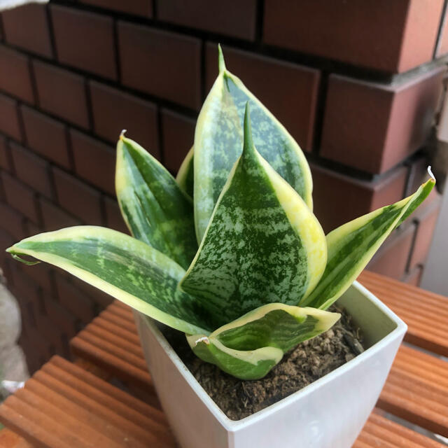 Sansevieria trifasciata cv.Green Grande ハンドメイドのフラワー/ガーデン(その他)の商品写真