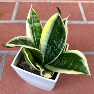 Sansevieria trifasciata cv.Green Grande(その他)