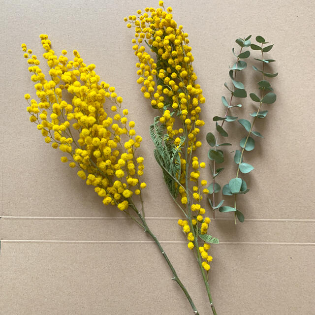 ドライフラワー ミモザ ユーカリ 花材 4 茎付き スワッグ インテリア ハンドメイドの素材/材料(各種パーツ)の商品写真