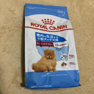 ロイヤルカナン(ROYAL CANIN)のロイヤルカナン　ミニインドアパピー　800g(ペットフード)