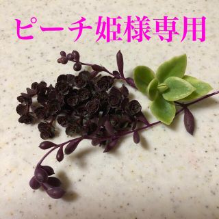 多肉　ドラゴンズブラッドカット苗🌱(その他)