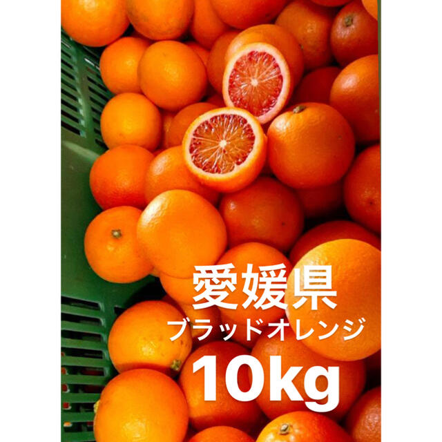 ご了承下さいませ愛媛県産　ブラッドオレンジ　モロ　柑橘　10kg