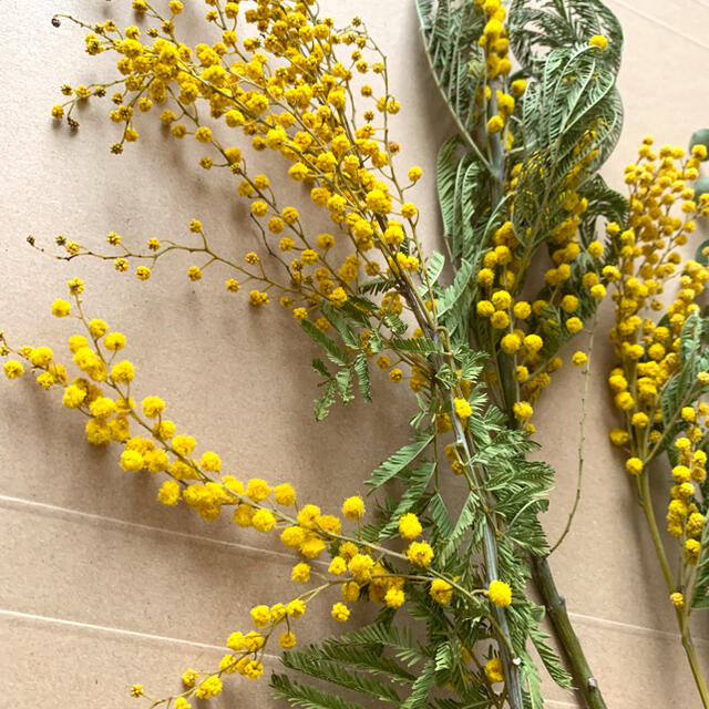 ドライフラワー ミモザ ユーカリ 花材 5 茎付き スワッグ インテリア ハンドメイドの素材/材料(各種パーツ)の商品写真