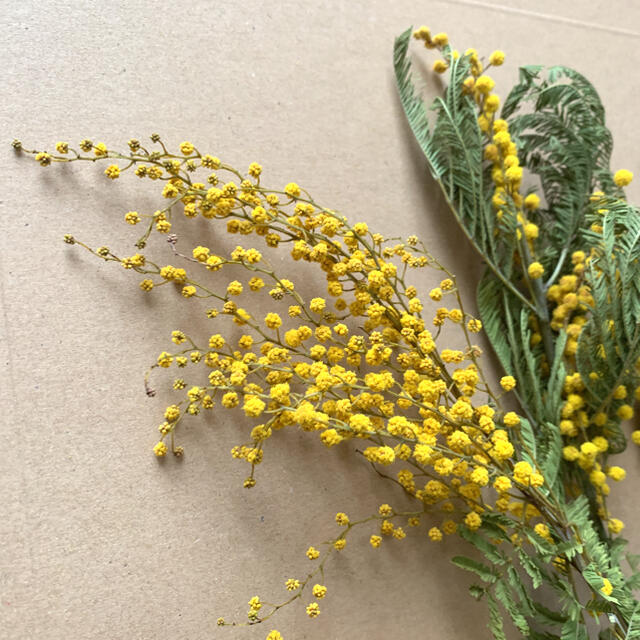 ドライフラワー ミモザ ユーカリ 花材 5 茎付き スワッグ インテリア ハンドメイドの素材/材料(各種パーツ)の商品写真