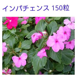 インパチェンス種150粒(その他)