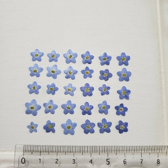 勿忘草 押し花の通販 By やあちゃむ S Shop ラクマ 勿忘草 押し花の通販 By やあちゃむ S Shop ラクマ