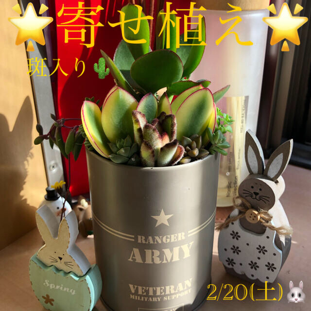 多肉植物❤︎寄せ植え❤︎斑入り金のなる木(幸せの木)❤︎黒兎耳入り♪