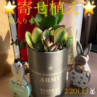 多肉植物❤︎寄せ植え❤︎斑入り金のなる木(幸せの木)❤︎黒兎耳入り♪(その他)