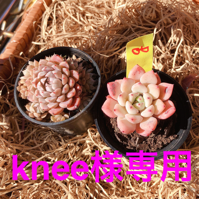 (g)韓国多肉植物Red ZaragosaとMexico Minima(g) ハンドメイドのフラワー/ガーデン(その他)の商品写真