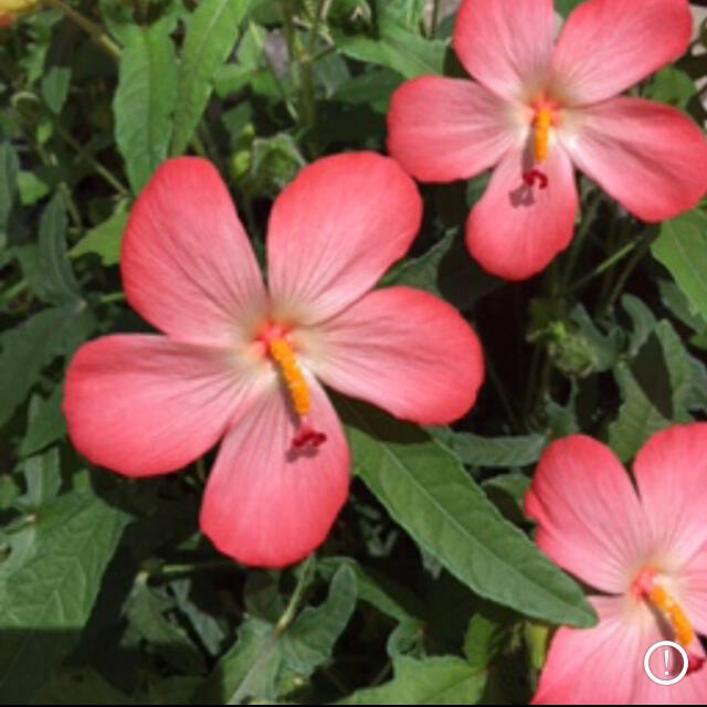 アジアンハイビスカス(アベルモスクス )花の種80粒 ハンドメイドのフラワー/ガーデン(その他)の商品写真