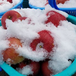 雪貯蔵りんご　　サンふじ家庭用３kg(フルーツ)