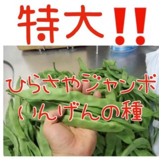 増量‼️ジャンボ♡ひらさやいんげん 種 20粒 (野菜)