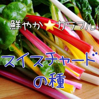 1ml カラフル♡スイスチャードの種 水耕栽培 野菜 固定種(その他)