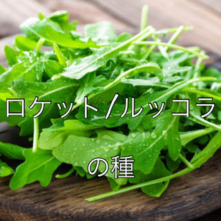 ①ml ルッコラMIX 栄養豊富な野菜でオススメハーブ♡ルッコラ 種(野菜)