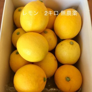 レモン　無農薬　2キロ【最終】(フルーツ)