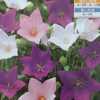 花の種     桔梗ミックス＋桔梗ピンク＋おまけ付き(その他)