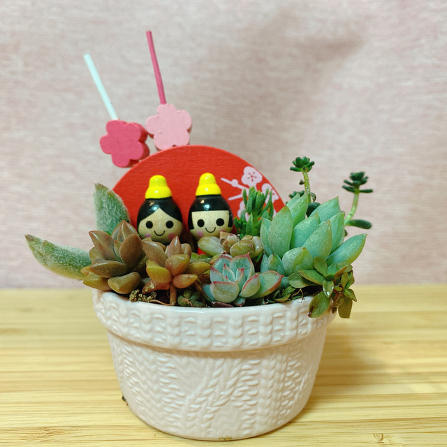 多肉植物寄せ植え　ひな祭り気分🌸 ハンドメイドのフラワー/ガーデン(その他)の商品写真