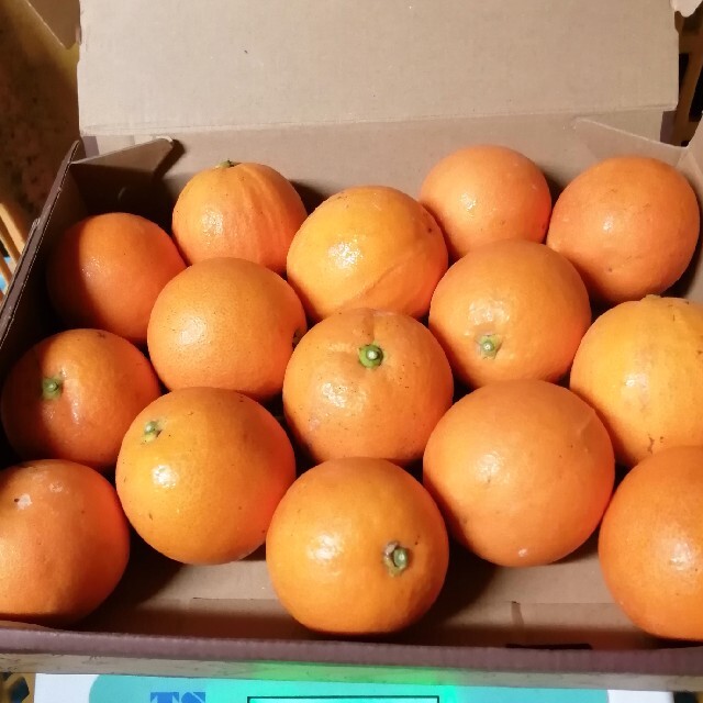 熊本県産　ブラットオレンジ1.3キロ 食品/飲料/酒の食品(フルーツ)の商品写真