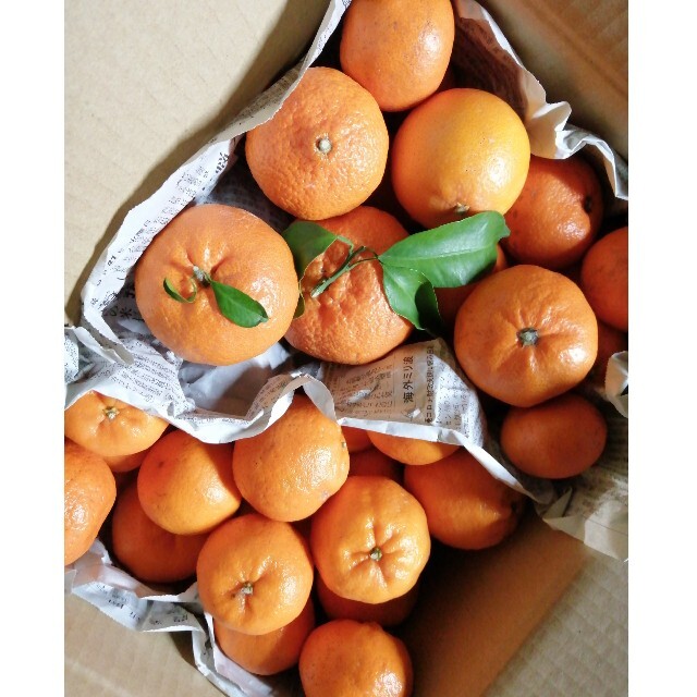 KKK様ご専用 柑橘類6キロ 食品/飲料/酒の食品(フルーツ)の商品写真