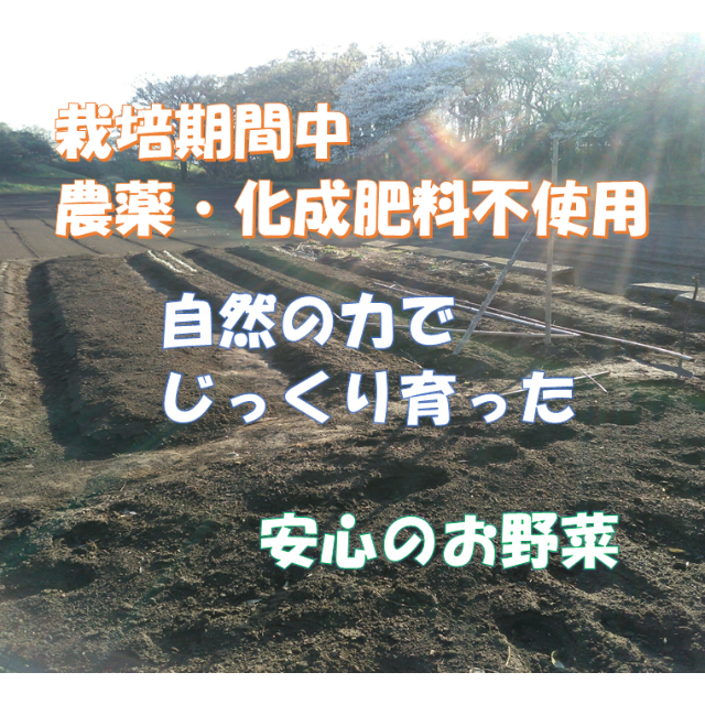 もうすぐ春だね～冬野菜詰め合わせ　アウトレット価格にて　７０サイズ　 食品/飲料/酒の食品(野菜)の商品写真