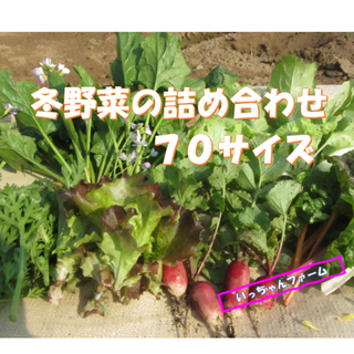 もうすぐ春だね～冬野菜詰め合わせ　アウトレット価格にて　７０サイズ　(野菜)