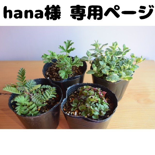 hana様 専用ページです！ ハンドメイドのフラワー/ガーデン(プランター)の商品写真