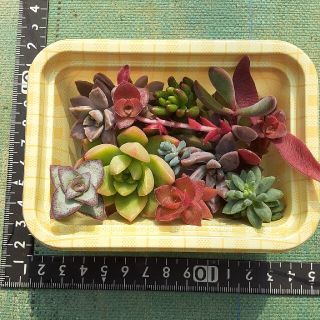 多肉植物詰め合わせ(プランター)