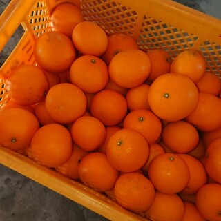 和歌山県産 清見オレンジ 10kg(フルーツ)