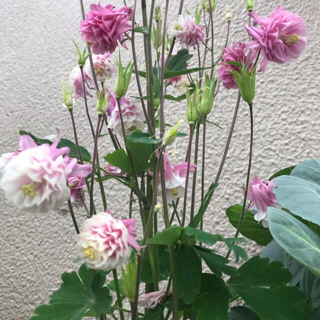 オダマキ　タワー咲き　ピンク50粒 ハンドメイドのフラワー/ガーデン(その他)の商品写真