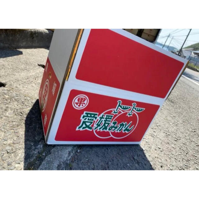 愛媛県　ブラッドオレンジ　10kg 食品/飲料/酒の食品(フルーツ)の商品写真