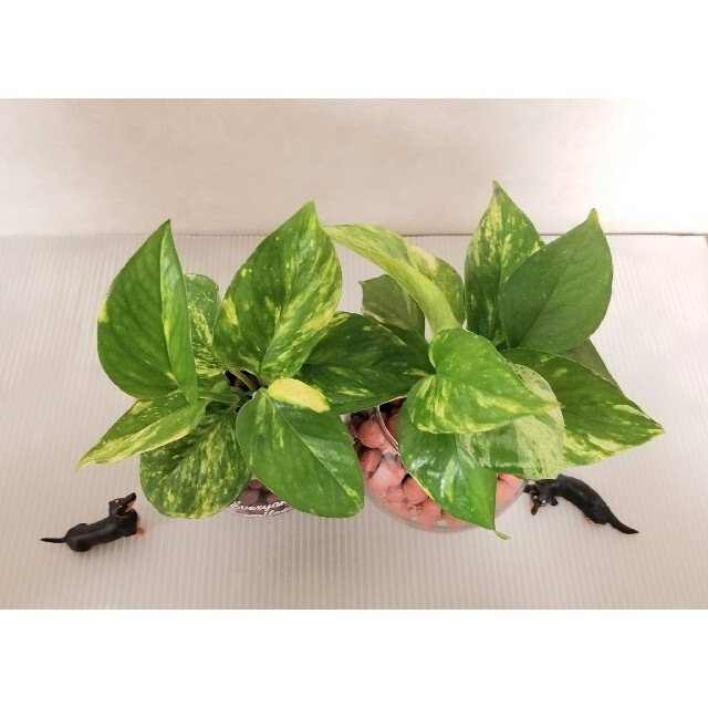 即購入ok 根腐れ防止剤入り 鉢付き 観葉植物 ポトス ミックス 2点セットの通販 By ぷんちゃん S Shop ラクマ 即購入ok 根腐れ防止剤入り 鉢付き 観葉植物 ポトス ミックス 2点セットの通販 By ぷんちゃん S Shop ラクマ