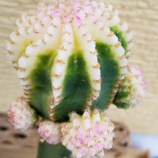 Echinopsis 'Roy White'／抜き苗／接木サボテン(その他)