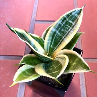 Sansevieria trifasciata cv.Green Grande*(その他)