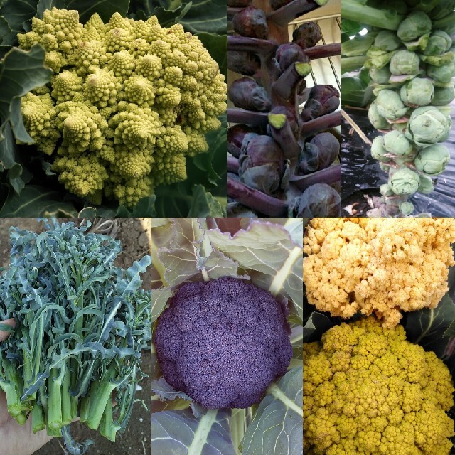 野菜の種 春の準備人気の4種 芽キャベツ ロマネスコなど ハンドメイドのフラワー/ガーデン(その他)の商品写真