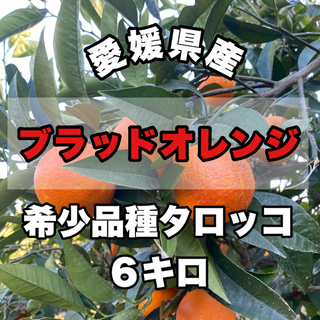 【愛媛県産】ブラッドオレンジ6キロ【希少品種タロッコ】(フルーツ)