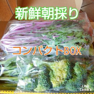 新鮮朝採り 【ブロッコリー♪水菜♪サラダ菜♪長ネギ】セット(野菜)