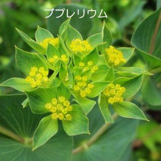 寒冷地の春まき花の種　 「ブプレリウム」を50粒(その他)