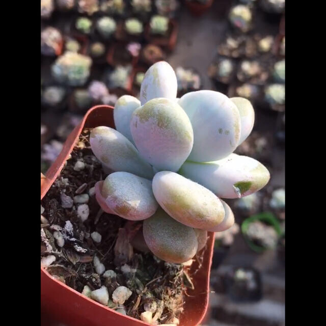 達磨ピンクシフォン錦 多肉植物の通販 by Nan多肉12月から再開 達磨ピンクシフォン錦 多肉植物の通販 by Nan多肉12月から再開