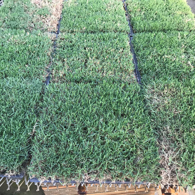 植え付け時期３月下旬９月上旬芝生 ティフトン４１９芝苗 200苗(セルトレー２５穴×8トレー)